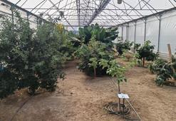 Karadeniz'de yetişmeye başladı! Belediye harekete geçti: Adım başı kuruluyor