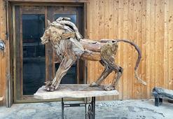 Antalya'da bir vatandaşı yaralayan aslan Zeus'un heykeli yapıldı! 'Onu sanatımla ölümsüzleştirmek istedim'