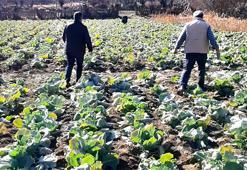 Alucra'da 7/24 nöbet başladı! Hırsızlar o ürüne göz dikti, kasa kasa çalıyorlar