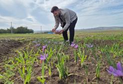 Bu topraklardan adeta para fışkırıyor! Kilogram fiyatı 600 bin lira olacak