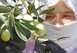Zeytinde fiyatlar açıklandı! İşte en düşük ve en yüksek fiyatlar