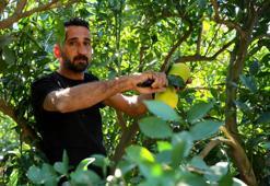 Adana'da portakal hasadı başladı, 27 liradan satılıyor