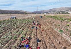 Sivas patates devrimi için düğmeye bastı! 11 ürün testten geçti, 'Üretim rekorları kırabilir!