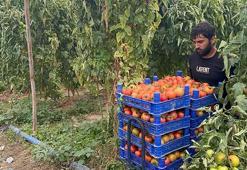 Isparta'da sıcak hava hasat sezonunu uzattı! Köyde işçi bulunamayınca köye göç başladı