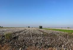 Yağışlar ürünün fiyatını etkiledi! Fiyatlar yüzde 16 düştü, 26 lirayı gördü