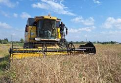 Edirne'de harekete geçildi! Çeltik saplarından yakıt üretilecek