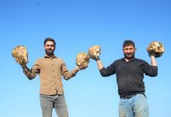 Bölgenin şeker ihtiyacının burası karşılıyor! Muş Ovası'nda 'tatlı' hasat devam ediyor