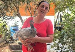 2 tavuğuna 10 yıldır gözü gibi bakıyor! Çünkü onların diğerlerinden görülmemiş bir farkı var