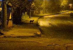 Bartın’da şehir merkezine inen çakal sürüsü site bahçesine kadar girdi! O anlar kameralara yansıdı