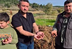 Kazancı yüksek ama işçi bulamıyorlar! Denizli'de hasat başladı! Her yerden talep yağıyor