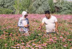 Van'da 5 dönüme ekti, doktorlar peşine düştü! Her hasatta 350 kilo alıyor: Fiyatına teklif yağdı