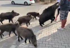 Kuşadası'nda şok görüntüler! Elinden ekmek kapmak isteyen yaban domuzu turistin kolunu ısırdı