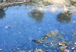 Adana'da sulama kanalında yüzlerce balık telef oldu: Vatandaşlar isyan etti: 'Kanalda benden başka her şey var!'