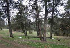 Tokat'ta Asırlık Gizem! 'Şehit kanından filizlenen' ormanda bin yıldır tek bir ağaç bile kesilmiyor!