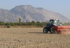 Aydın'da bu yıl ilk kez ekilecek! Hasat sonrası ücretsiz dağıtılacak
