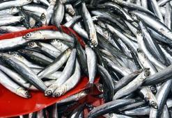 Rize'de tezgahlar şenlendi! Hamsi fiyatı vatandaşı mutlu etti