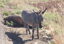 Yürekleri sızlatan görüntü! Sıpa, telef olan annesinin başında saatlerce bekledi