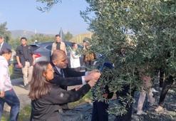 Yılın geç hasadı yapıldı! Lezzetine doyum olmuyor