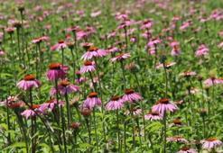 Bir kökü 1000 TL'ye satılıyor: Eskişehir'de yetiştirilmeye başlandı