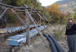 Adana'da arıcıların başı pastırma sıcaklarıyla belada! Arılar kovana girmiyor