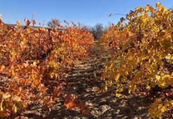 Malatya da payına düşeni aldı! 120 kilometre uzaktaki ilçede görüldü