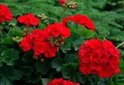 Bu 5 çiçek evliliği geciktiriyor: Bekar kadınlar evine sokmasın!