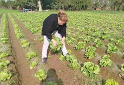 Aydın'da tarladan alınıp analize gönderildi! Hasat öncesi bulundu