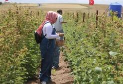 Yılın 12 ayında ürün veriyor! Eken büyük servet kazanıyor: 81 ilde üretim yapılabiliyor