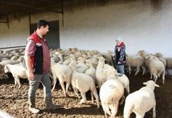 İzmir'de yerel kalkınmaya dev adım! 210 küçükbaş hayvan teslimatı tamam! Üreticiler safkan damızlıklarla sürülerini güçlendiriyor