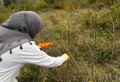 En yüksek C vitamini oranına sahip! Toplamak çok zor, her yerde bulunmuyor