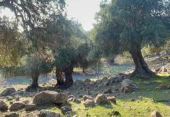 Türkiye'de sadece Gökçeada'da yetişiyor: Ne ilaç var ne gübre, hala meyve vermeye devam ediyor!