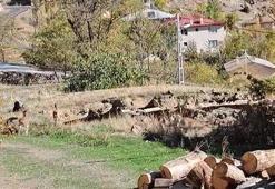 Erzurum'un en güvenilir köyü! Yaban keçileri korkmadan gelip besleniyor