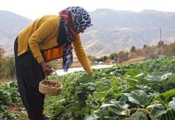 Malatyalı kadın eşini zorla ikna etti şimdi siparişlere yetişemiyor! Hobi olarak başladı ailesinin geçim kaynağı oldu