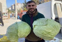 Bu lahanalar görenleri şaşırtıyor! Fiyatı 180 lira! Kapış kapış gidiyor