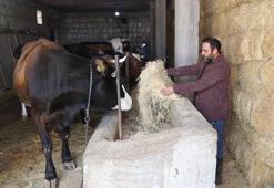 Nevşehirli veteriner hekim, devlet desteğiyle hayvan sayısını artırdı!