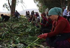 Hatay'da Gölbaşı Gölü'nü kaplayan istilacı çiçekler 30 kadının hayatını değiştirdi! Amfibi araçlarla göl temizleniyor, kadınlar sigortalı iş sahibi oluyor
