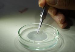 Gaziantep'te kabus başladı! Şehrin her yerini sardılar: Vatandaşlar kapı ve pencerelerini açamıyor