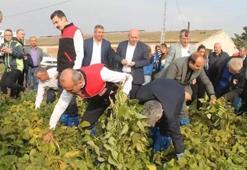 1700'lerden gelen miras! Balıkesir Manyas'ta Kazak Fasulyesi hasadı ilk kez festivalle kutlandı