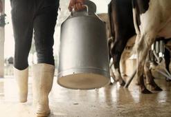 Aydın'da 9 bin 543 üreticiye çiğ süt destekleme ödemeleri yapılacak