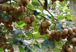 Yalova'nın coğrafi işaretli meyvesi kivide hasat sevinci: Kilosu 80 ila 100 lira arasında değişiyor