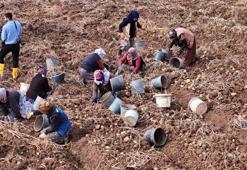 Sivas'ta yılın son hasadı başladı! Bir kere ekti, tonlarca toplayacak, kilosu 30 lira