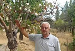 Sivas'ta tarlaya inen köylüler dondu, kaldı: Tam 7 metre, hayatımda ilk kez karşılaştım