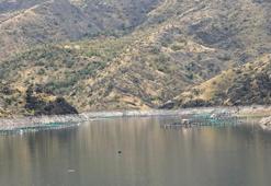 Diyarbakır'da tesisi kurdu 1 yıl sonra 500 ton üretti! 80 kafesle dünyaya ihraç ediyor