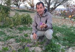 Tarlasında ilk kez yetiştirdi! Sonuç çiftçiyi bile şaşkına çevirdi! Fiyatı altınla yarışıyor