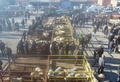 Afyon'da açılışı yapıldı! 70 kilosu 17 bin TL'ye satılıyor