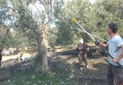 Balıkesir'de çiftçiler bu yönteme geçti: Verim artıyor, ağaç zarar görmüyor, seneye daha çok ürün veriyor!