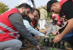 Malatya’da çilek üretimi büyüyor! Çiftçilere hibe çilek bahçesi!