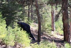 Adana'da artık topraktan çıkmıyor! Kilosu 500 TL olunca altına rakip oldu