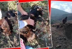 Tırnak törpüsüyle hayat kurtardılar! Dağ keçisi özgürlüğe koştu, milyonların kalbine dokundu