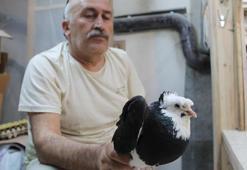 Türk fısıldayıcısı güvercin sesiyle büyülüyor! 'Bayburtlu nereye gitmişse kuşunu da yanına almış'